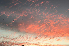sunsdt-with-birds